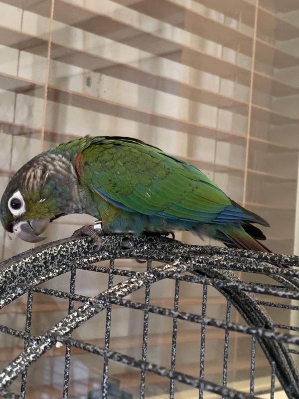 Crimson Bellied Conure H/R DNA Male Close Rung