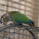 Crimson Bellied Conure H/R DNA Male Close Rung