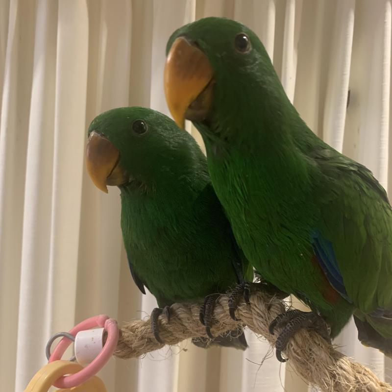 Eclectus 2  Boys Handreared Birdtalk Aviaries