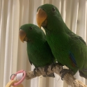 Eclectus 2  Boys Handreared Birdtalk Aviaries