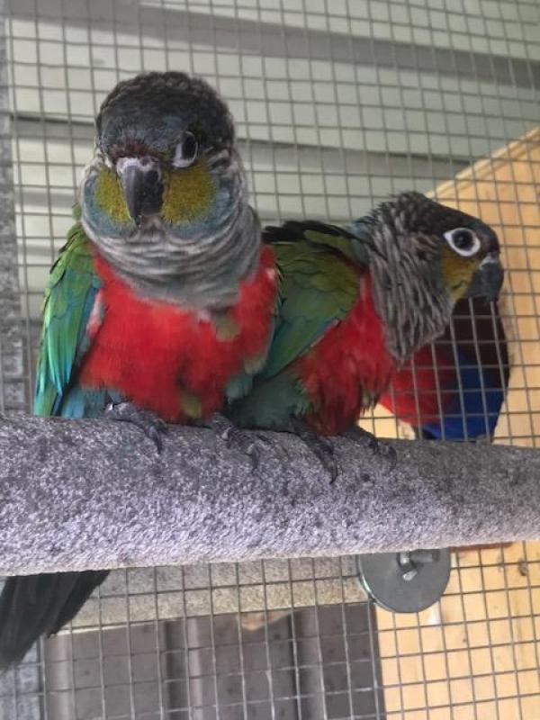Crimson Bellied Conures Breeding Pair