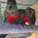Crimson Bellied Conures Breeding Pair