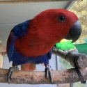 Eclectus Hens 24 Bred