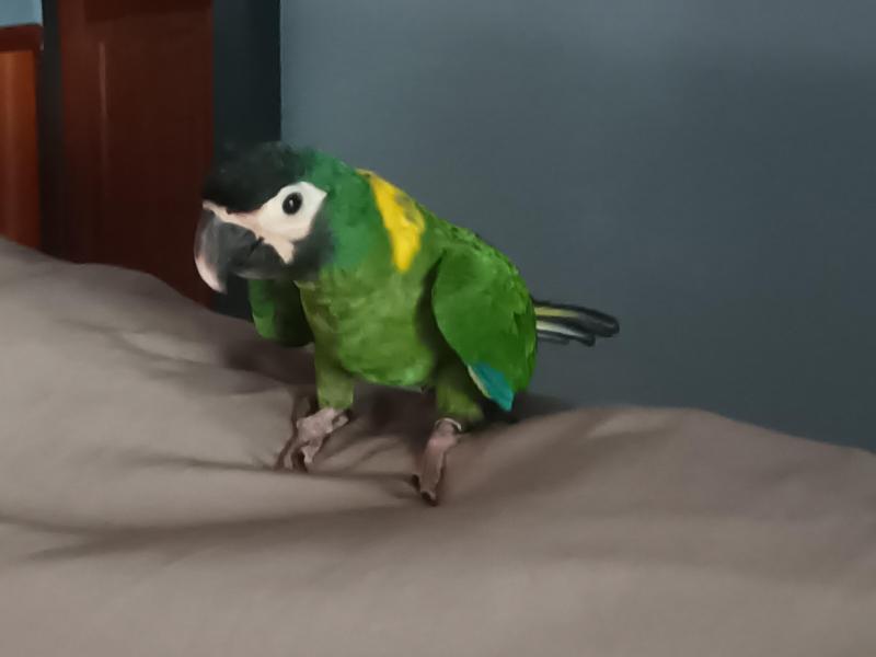 Yellow Collar Macaw