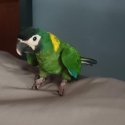 Yellow Collar Macaw