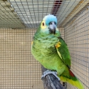 Mature Blue fronted Amazon hen