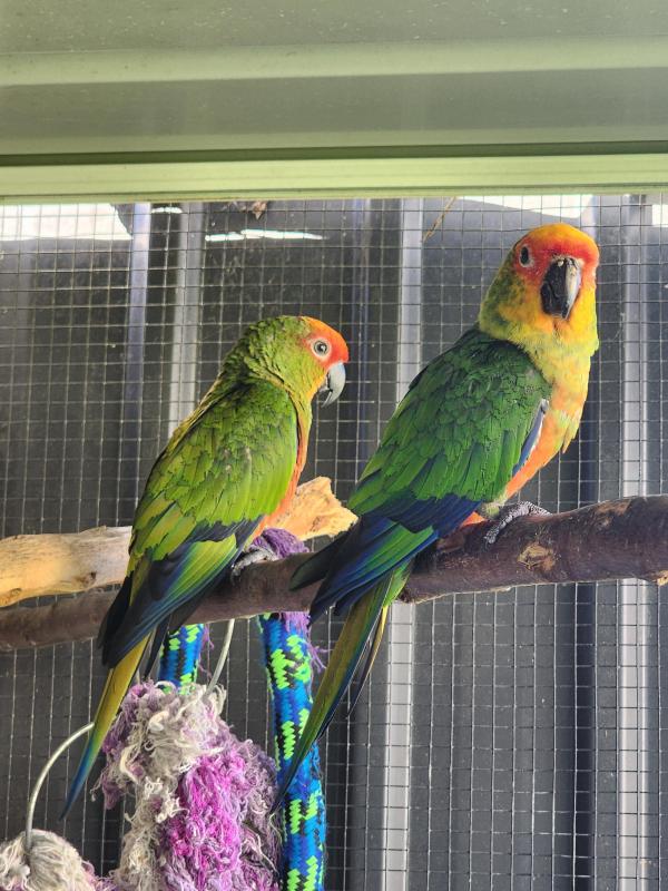 Breeding Pair of Gold Capped Conures and Offspring