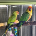 Breeding Pair of Gold Capped Conures and Offspring