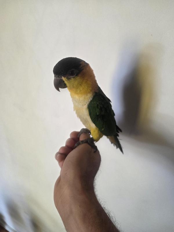 Black capped female caique