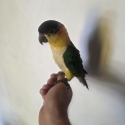 Black capped female caique