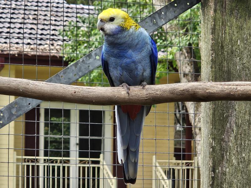 Pale Headed Rosellas