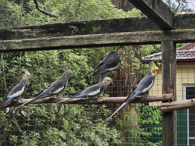 Pure Normal Grey Cockatiels