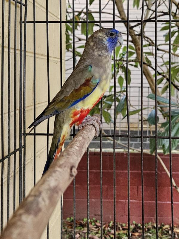 Young Red Vented Blue Bonnet
