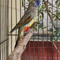 Young Red Vented Blue Bonnet