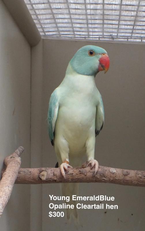 OPALINE CLEARTAIL INDIAN RINGNECKS