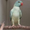 OPALINE CLEARTAIL INDIAN RINGNECKS