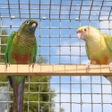 Fallow Maroon Bellied Conure Pair.