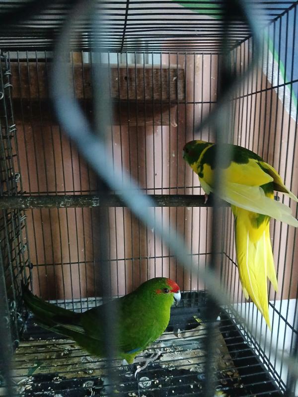 Kakarikis