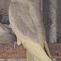 Silver cockateils