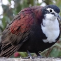 New Guinea ground doves will be at Shepparton
