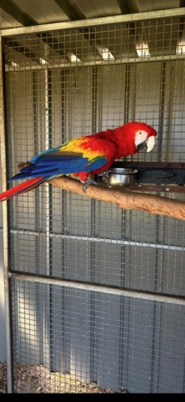 Macaw Scarlet Male