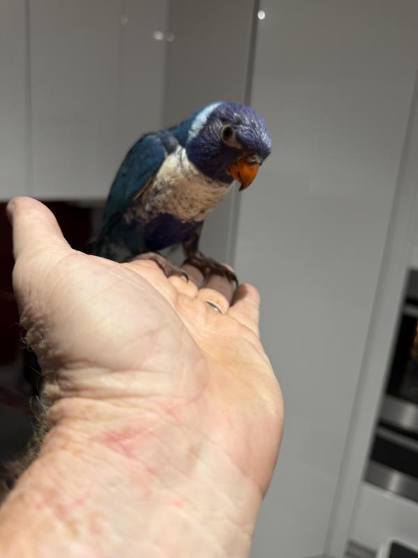WTB SPLIT BLUE RAINBOW LORIKEET