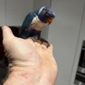 WTB SPLIT BLUE RAINBOW LORIKEET