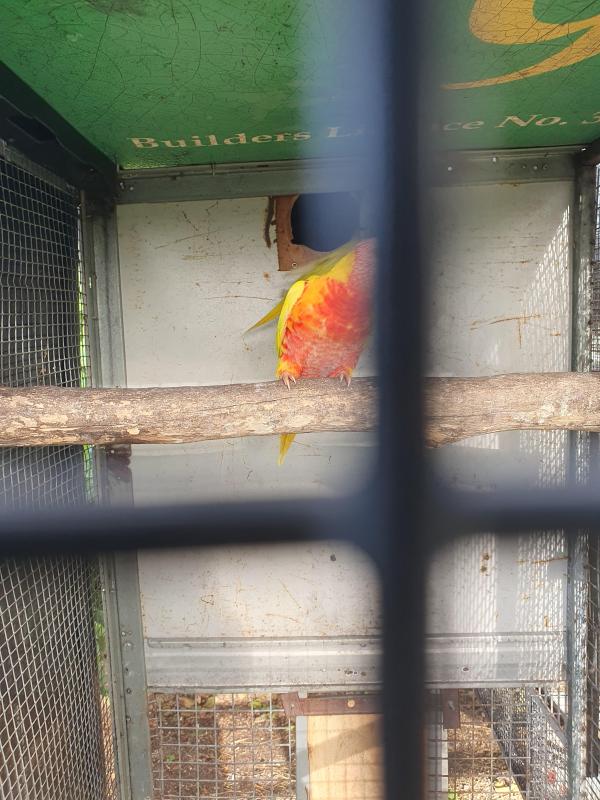 Lutino  lorkeet  breeding pair