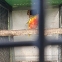 Lutino  lorkeet  breeding pair