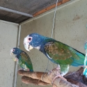 Breeding pair of white Cap pionus for sale