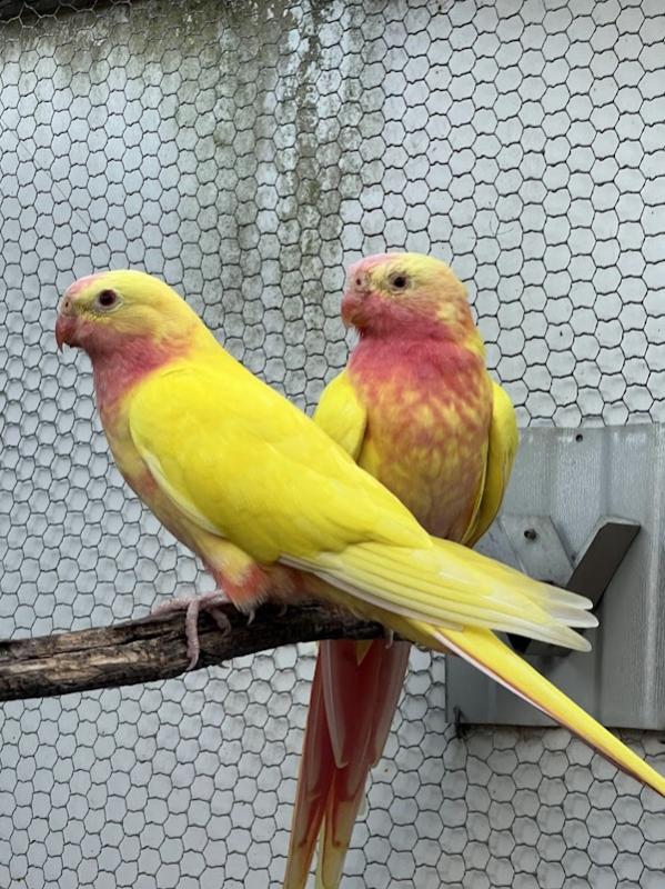 -     LIME  PRINCESS  PARROTS  -