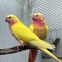 -     LIME  PRINCESS  PARROTS  -