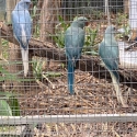 Opaline cleartail ringnecks