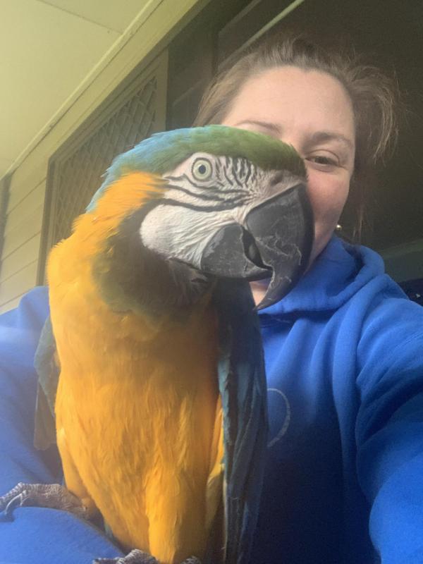 25yr old hand raised macaw