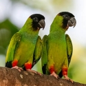 Nanday conures wanted