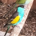 Hooded parrots.pairs