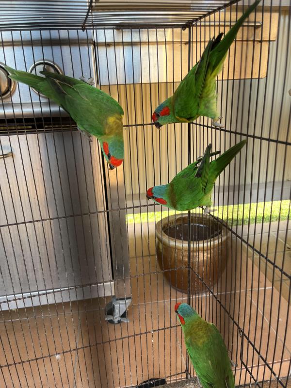 Musk lorikeet