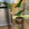 Musk lorikeet