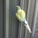 Muation  Plumhead  & Opaline Cleartail Ringnecks Parrots