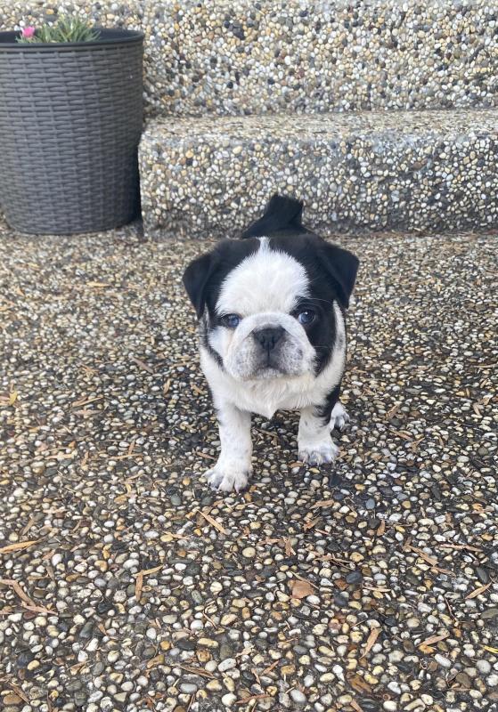 Pug puppies ready for loving homes