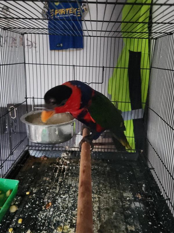 Black cap lorikeet