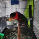 Black cap lorikeet