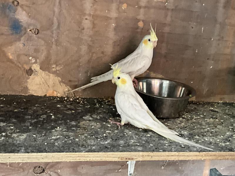 Cockatiels
