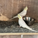 Cockatiels