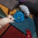 Ragdoll quality kittens