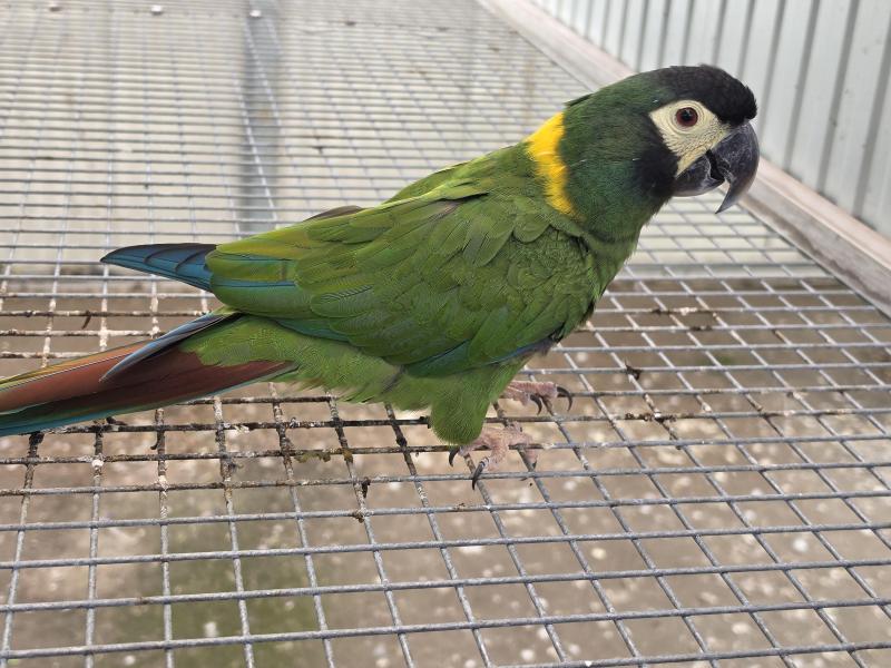 Parrots Wanted