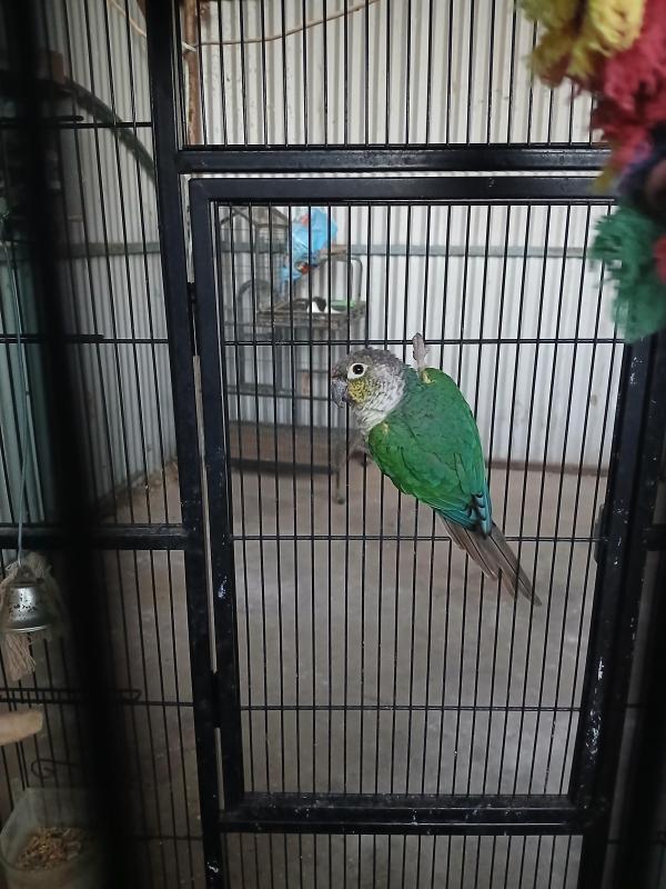 2 male conures