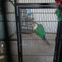 2 male conures