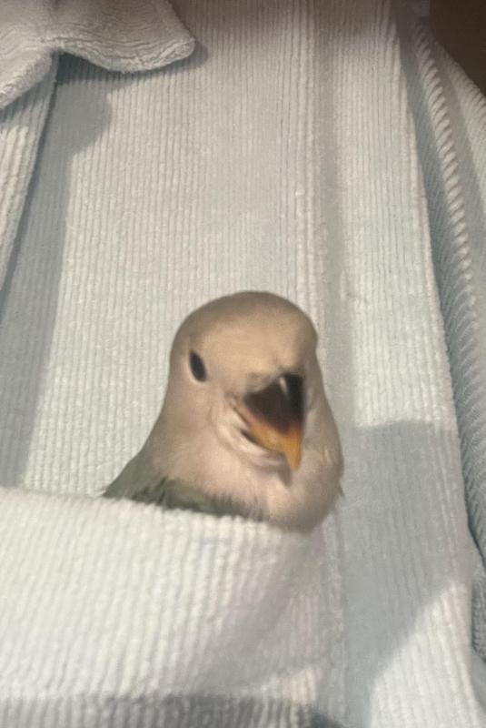 Hand Raised Baby Peachface /Lovebirds Fully Weaned