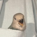 Hand Raised Baby Peachface /Lovebirds Fully Weaned